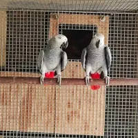 طوطی  کاکادو و کاسکوو تخم و جوجه