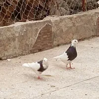 یک جفت طوقی و یک جفت زاغ