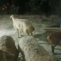 دوعددبرهنر
