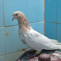 پرنده سینه سرور