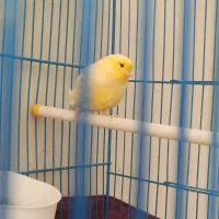 قناری نر قرص بخون