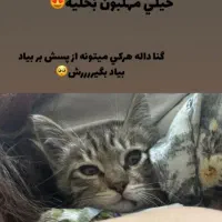 گربه کوچولو