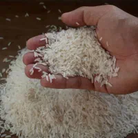 برنج هاشمی درجه یک سورتینگ زده محصول گیلان