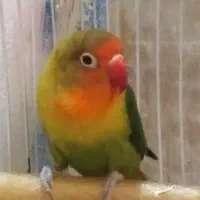 کوتوله فیشر نر