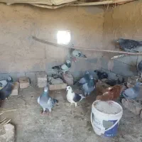 کبوت پلاکی