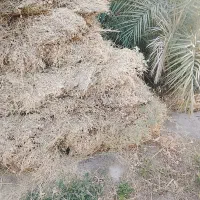 بیده|لوازم جانبی حیوانات|ریگان, |دیوار