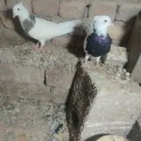 کبوتر