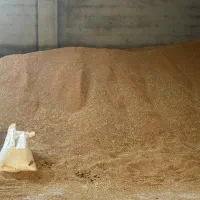 گندم بذر مادری برات