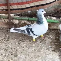 بدرنگ نر آس