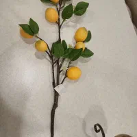شاخه لیمو