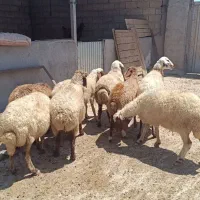 7راس میش داشتی
