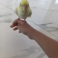 جوجه عروس هلندی ماده