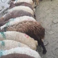 گوسفند زنده از شهرستان بدونه واسطه خرید