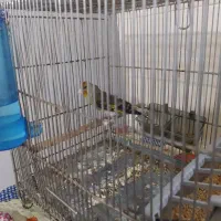 سهره قناری