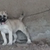 سگ خراسانی