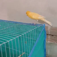 قناری نر و ماده سوپر،رسمی،سرخ،سفید|پرنده|خرم‌آباد, |دیوار