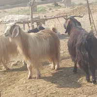 بز‌بیگ