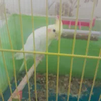 فروش عروس هلندی