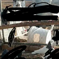 کبوتر طوقی ماده مهر  و پشتارع ماده