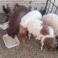 ۴عدد بره نروماده
