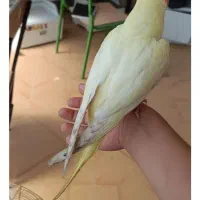عروس هلندی