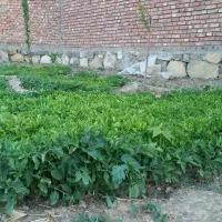شتیل گوجه فرنگی خیلی ارزون میدیم تضمینی