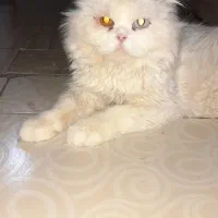 گربه پرشین نر...دوسال ونیمه