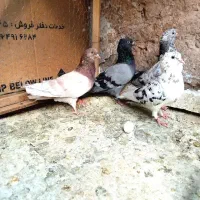 کبوتر یا کفتر