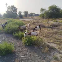 گوسفند فروشی