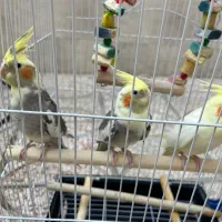 عروس هلندی