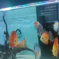 آکواریوم دیسکس سایز بزرگ