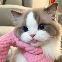 گربه خانگی تربیت شده ب صورتی امانت واگذار می شود