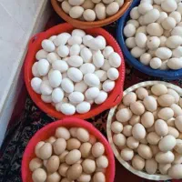تخم مرغ محلی