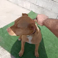 سگ پیت بول اصل