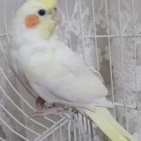 یک جفت عروس هلندی باقفس ولونه