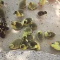 جوجه غاز محلی