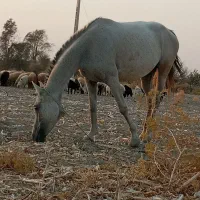 اسب|اسب و تجهیزات اسبسواری|کهنوج, |دیوار