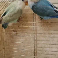 جوجه طوطی برزیلی دستی