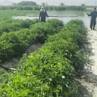 بوم... لانس سمپاشی