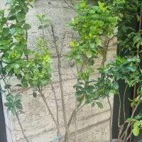 تعدادی گیاه