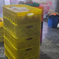 کارگر مرغ بی خز بیخس کار مرغ فروشی قصاب