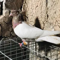 رنگی همه باهم