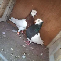 کبوتر طوقی