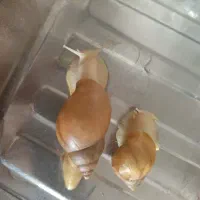 حلزون آلبینو