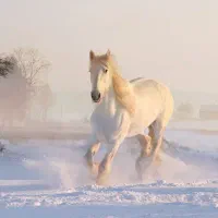 شماره رند همراه اول