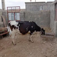 گاو هلشتاین شیری