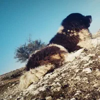 سگ نر روزگاری