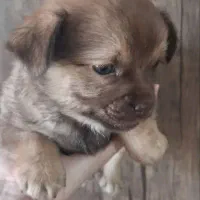 واگذاری سگ