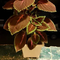 گل های حسنی یوسف