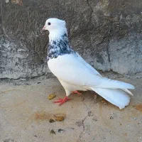 طوقی|پرنده|اهواز, ۲۴ متری|دیوار